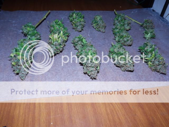 DSCF0822.jpg