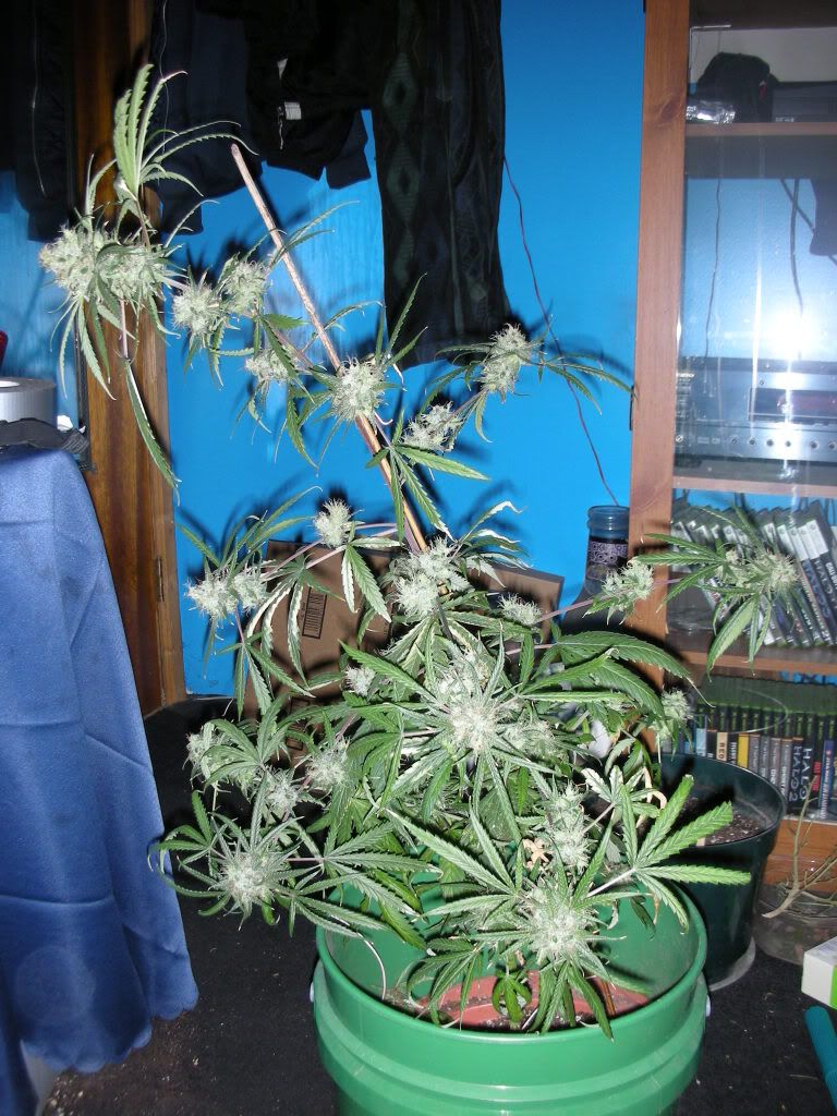 DSCN3684.jpg