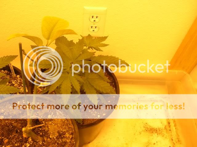 DSCN1105.jpg