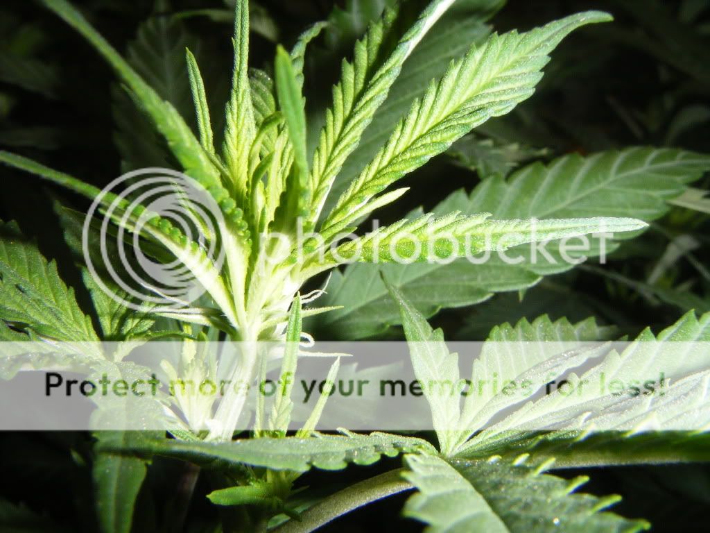 DSCF8207.jpg