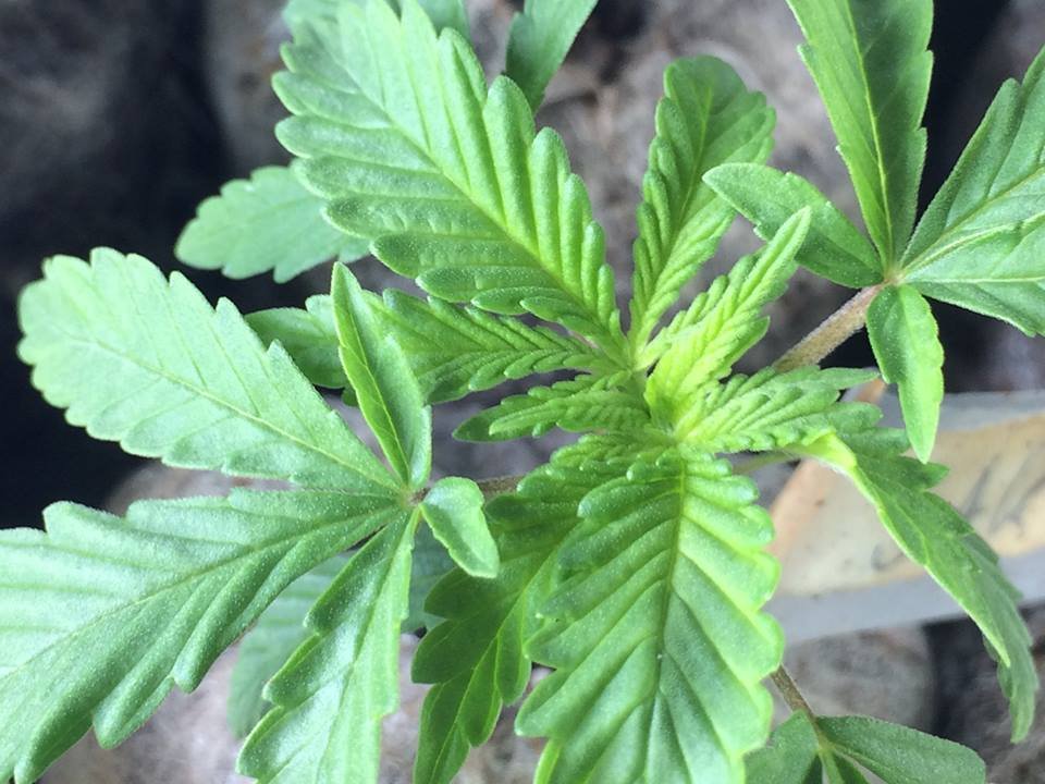 Plant_South_African_Kwazulu.jpg