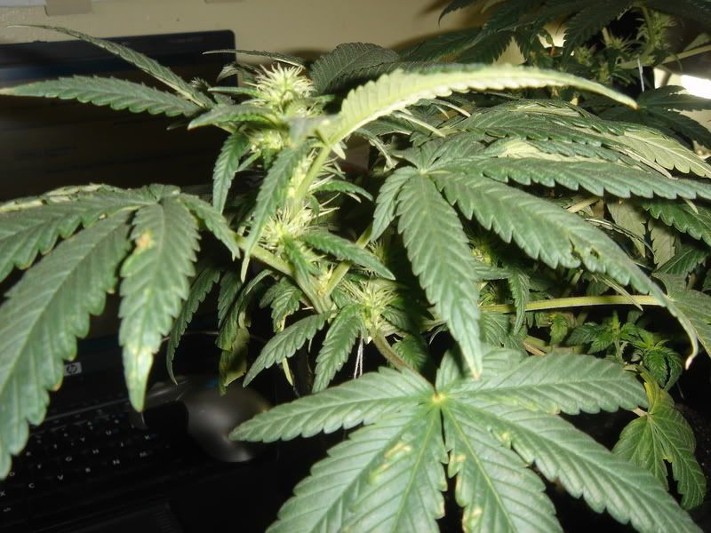 10-4-08008.jpg