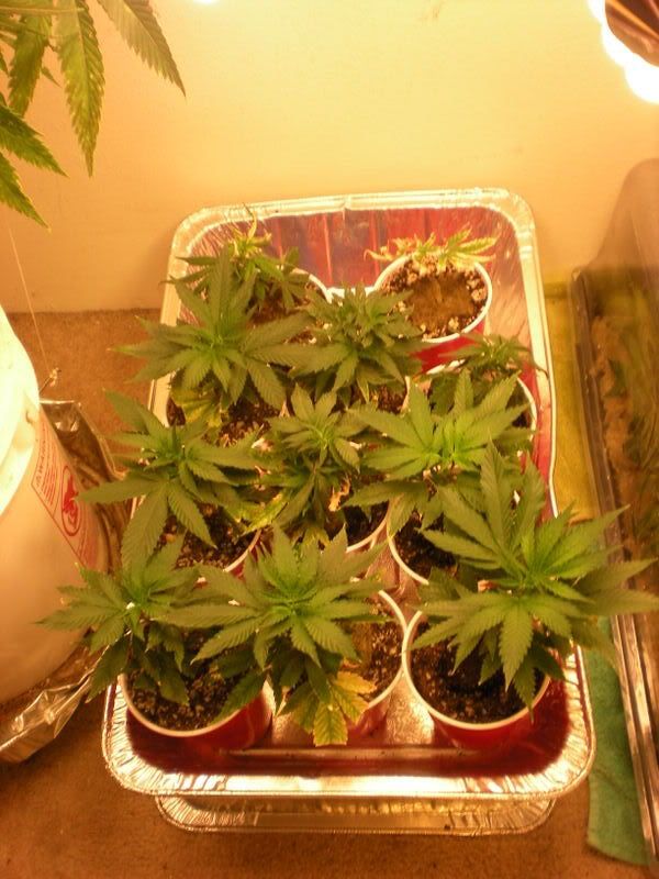 plants284.jpg