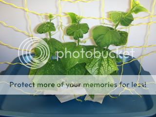 cuke14002.jpg