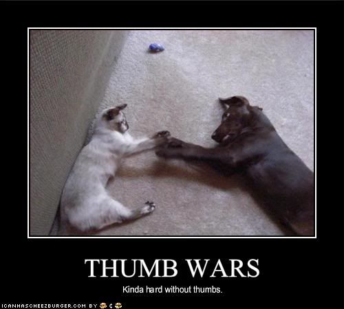 funny-pictures-cat-and-dog-have-thu.jpg