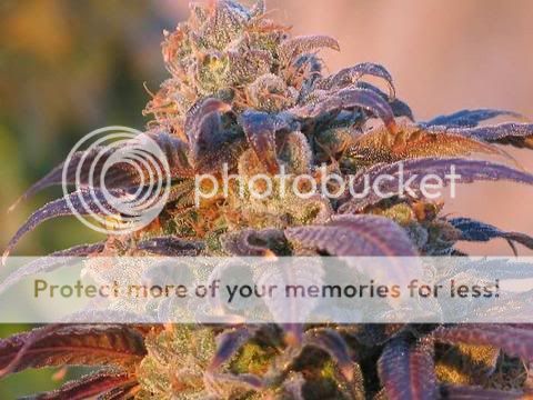 marijuana-7134.jpg