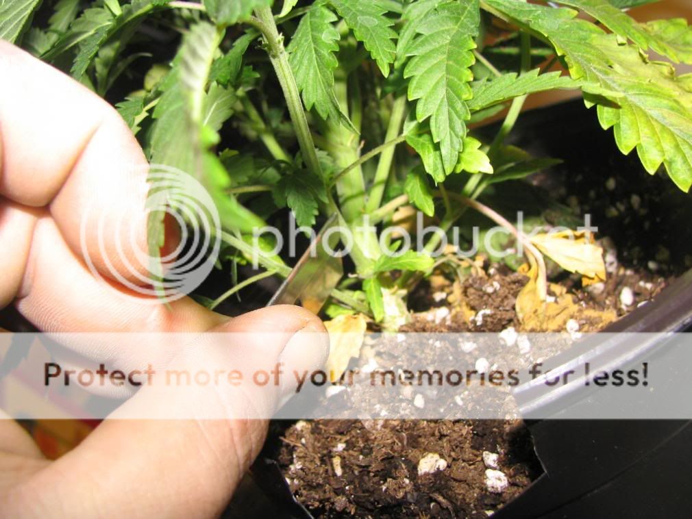 213clones008.jpg
