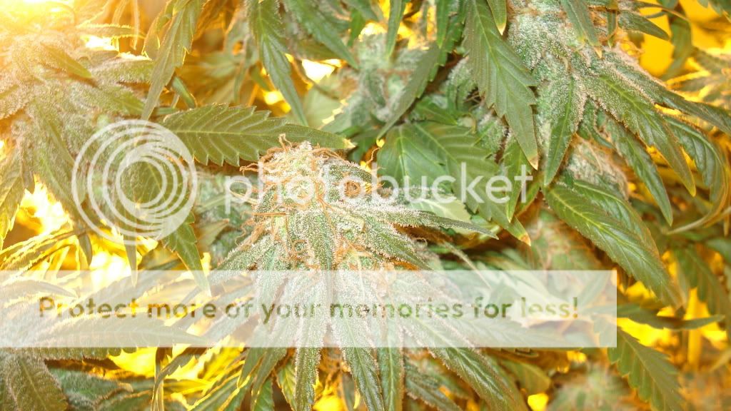 DSC03635.jpg