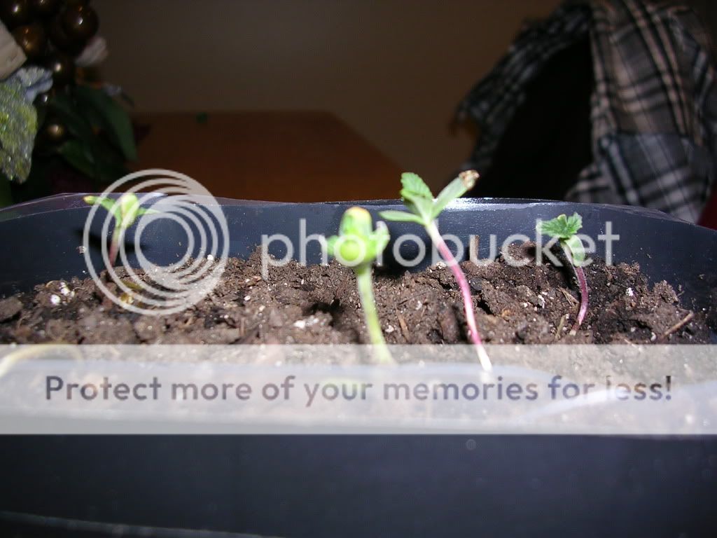 DSCN2154.jpg