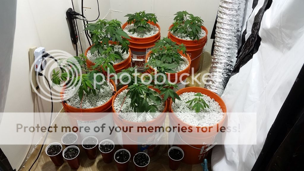 20151123_205559_zpsb6586whp.jpg