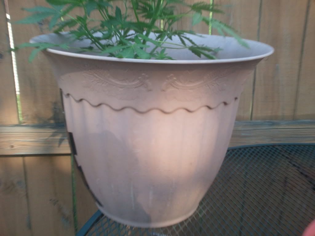 2012-05-16164703.jpg