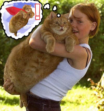 jonah_cat.jpg