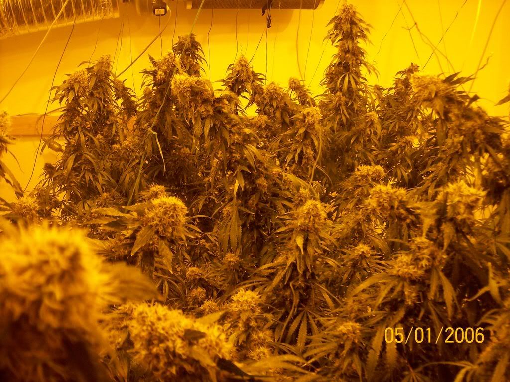 Plants043.jpg