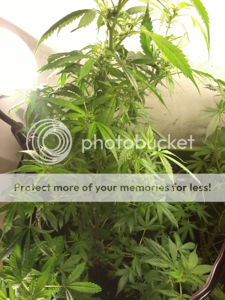 Motz8WeeksFlowerRe-1week.jpg