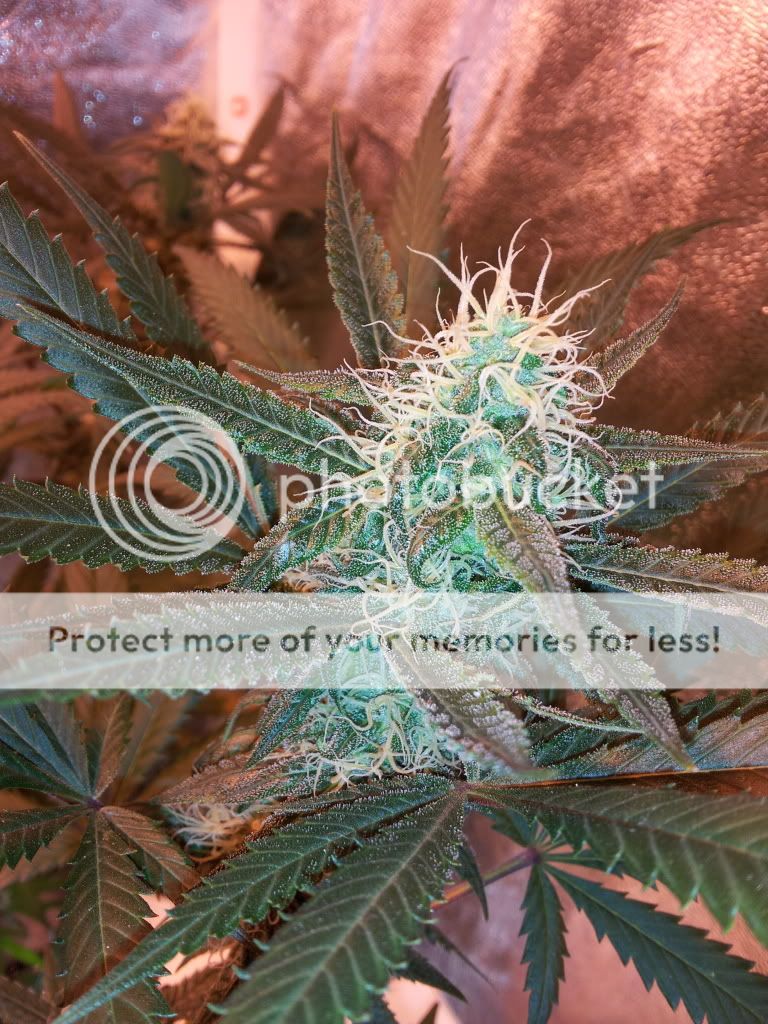 Ogkush125.jpg