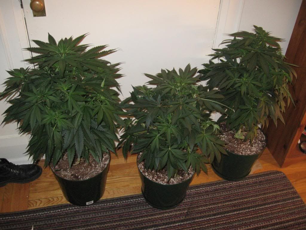 growop018-1.jpg
