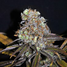 CBD-Critical-mass-220x220.jpg