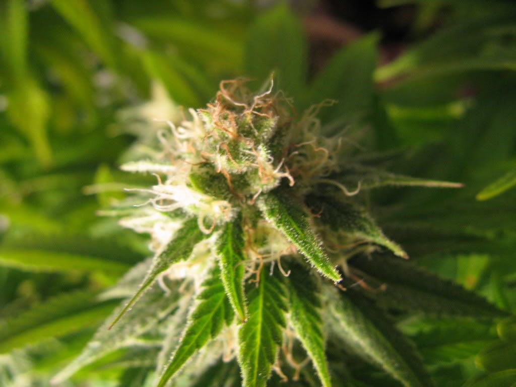 5weeksflowereing007.jpg