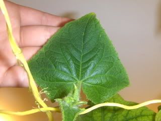 pics003-2.jpg