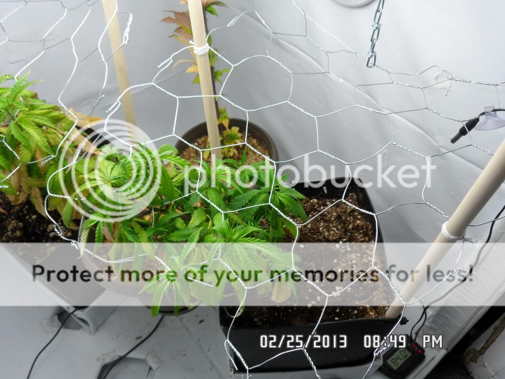 SAM_0692_zpsb0197fa9.jpg