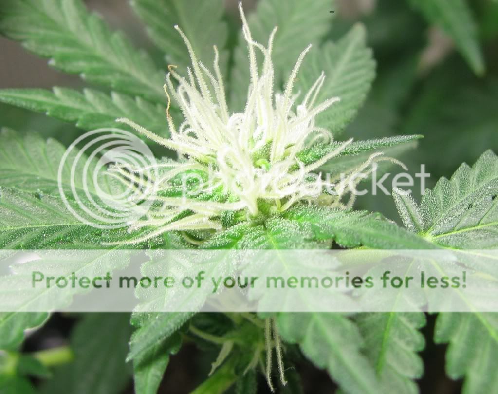 IMG_1714nugclose2.jpg