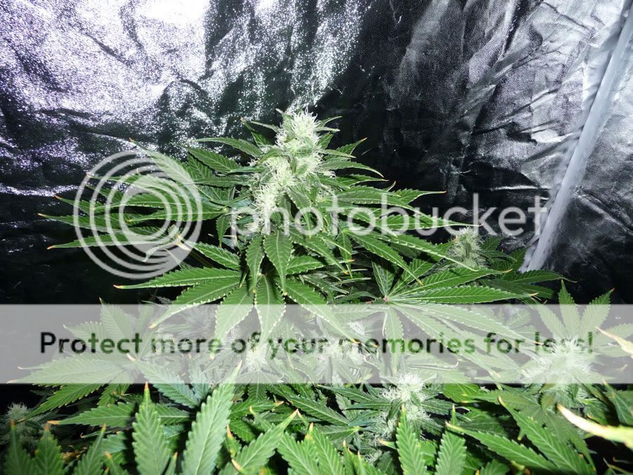 Bud2.jpg