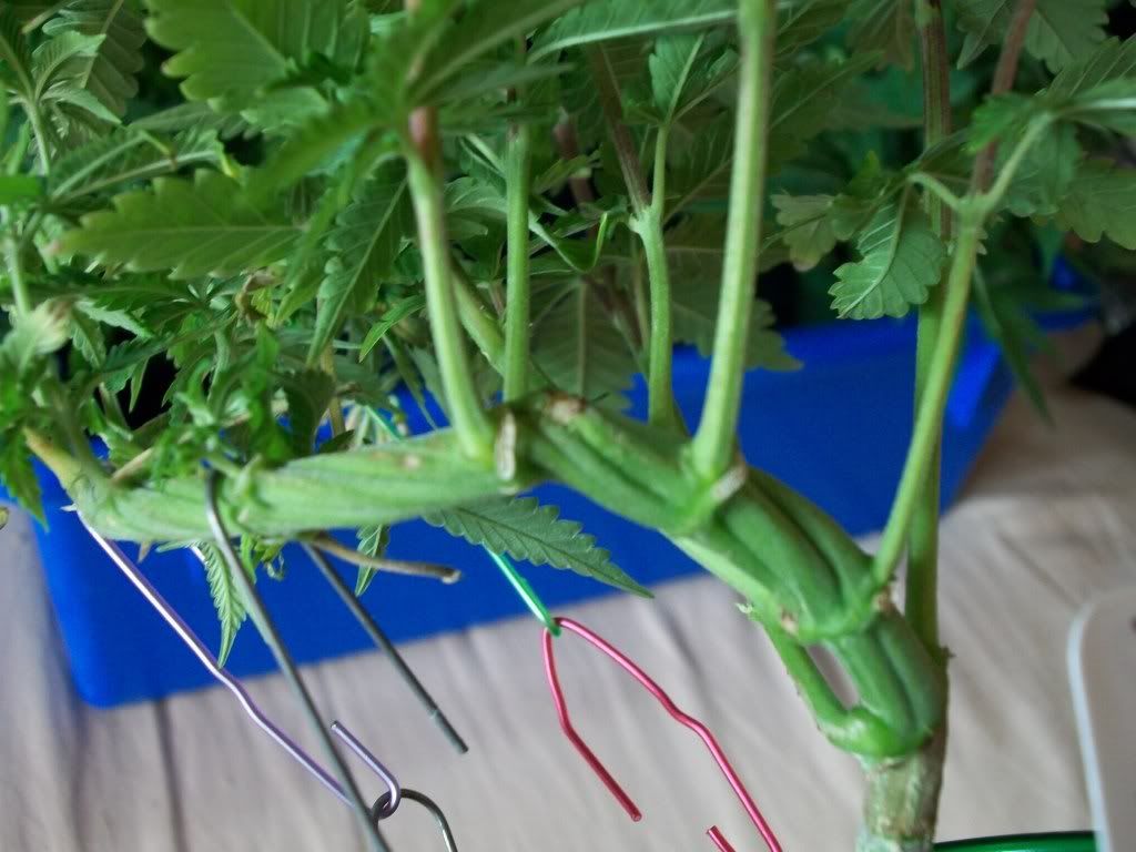 purp530110301.jpg