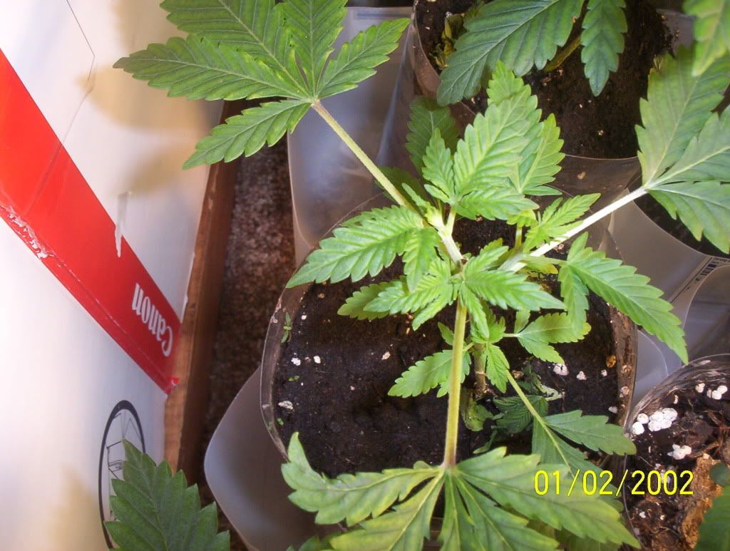 NewGrowth02.jpg