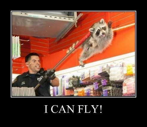 that-raccoon-has-never-been-happier