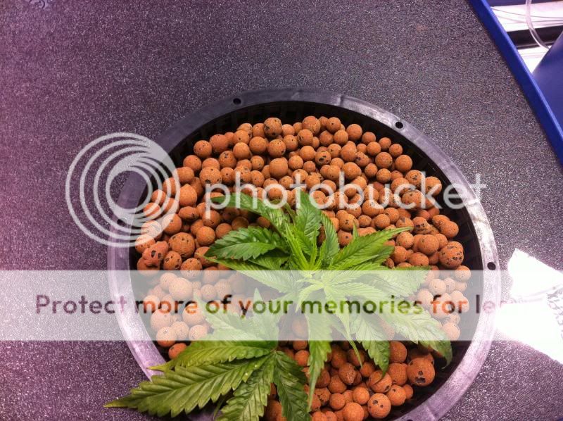 plant3pos.jpg