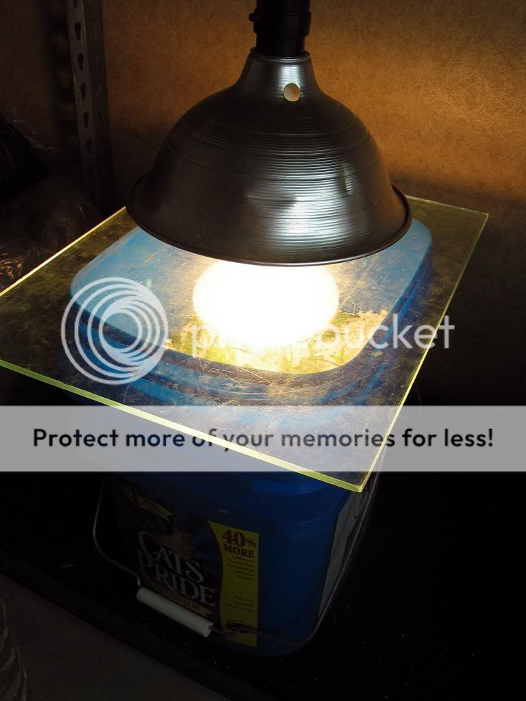 IMG_4239_zps1907e147.jpg
