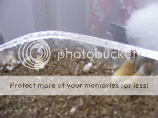 projects077.jpg