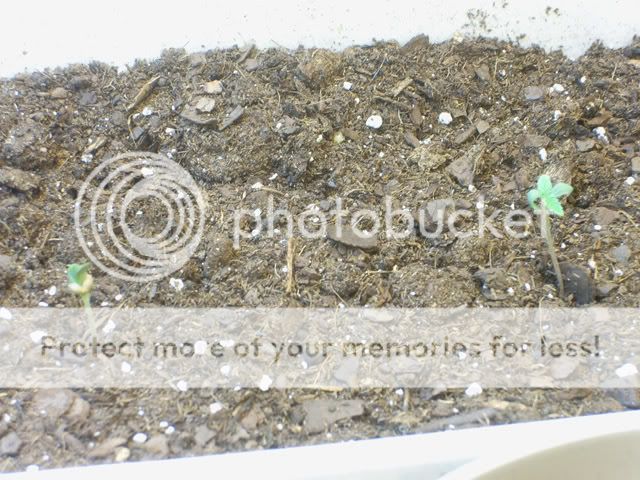 pic12-whitewidowplanter.jpg