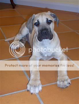 SouthAfricanBoerboelMoose3mth.jpg