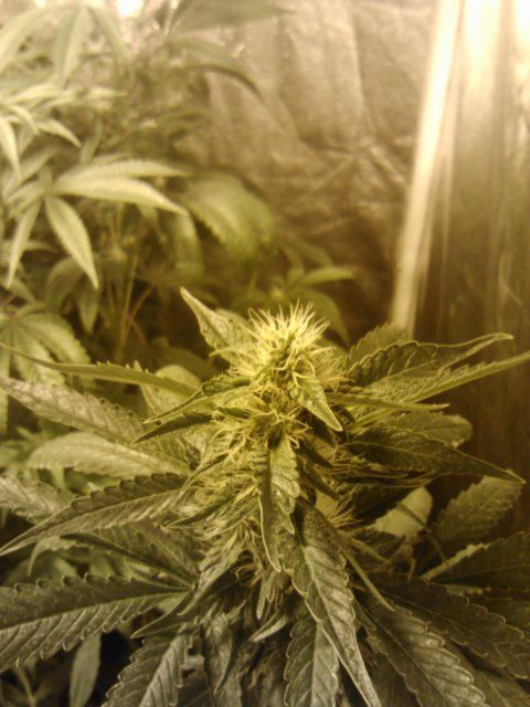 IMG091_zps6ebebe7a.jpg