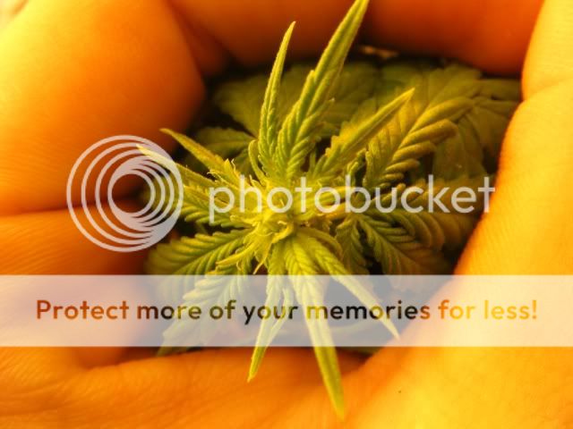 Grow066.jpg