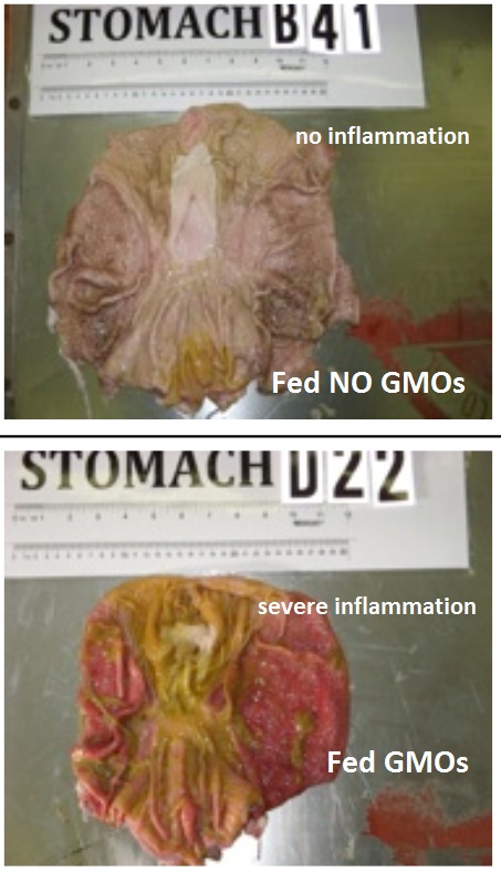 GMO-pig-intestines-inflammation.jpg