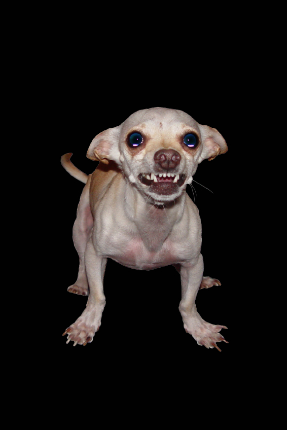 small-dog-761121.jpg