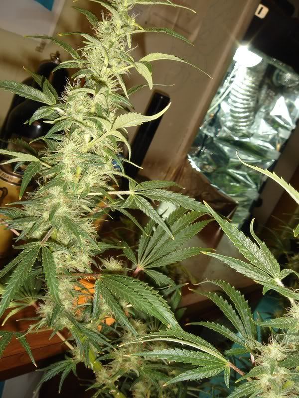 Pistils002.jpg
