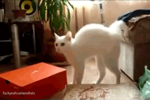 10U81Nx0LdUJzy.gif