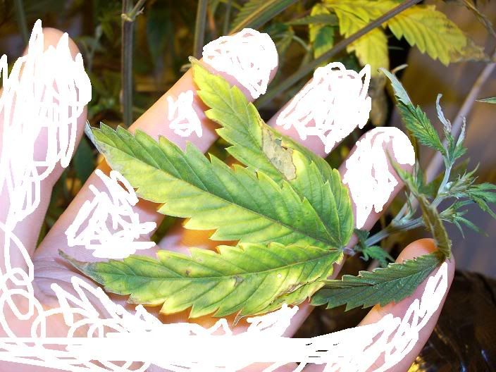 DSCN0129.jpg