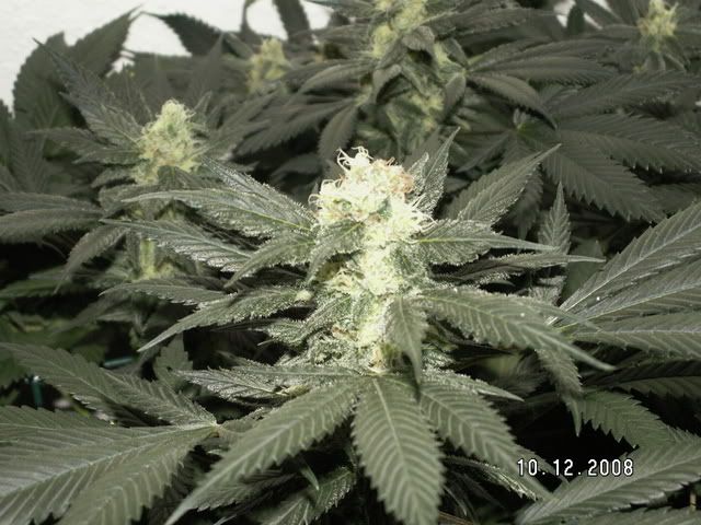 PICT0120.jpg