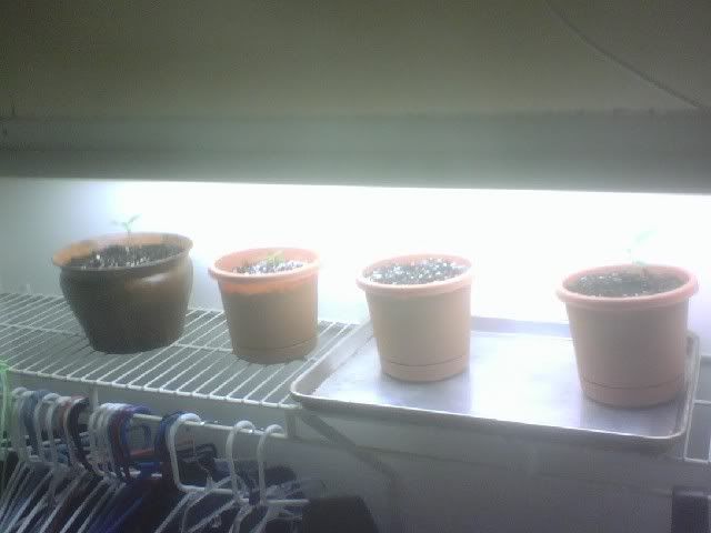 0617082050.jpg
