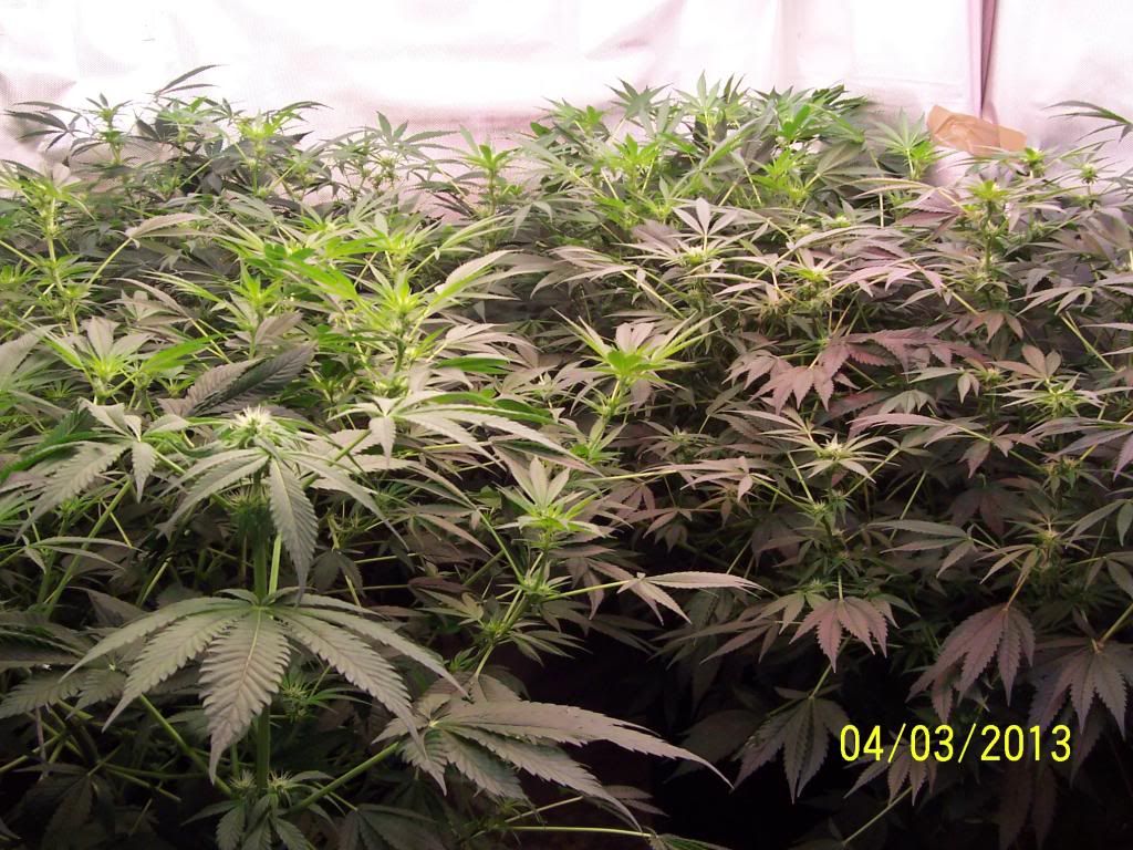100_3459_zpse1ab90ed.jpg