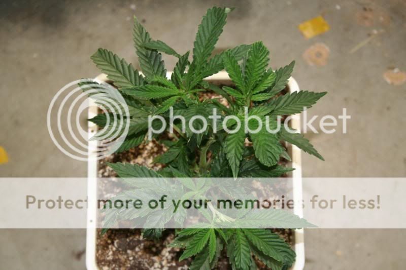 SeedlingsandClones002.jpg