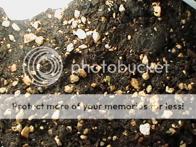 Picture015.jpg