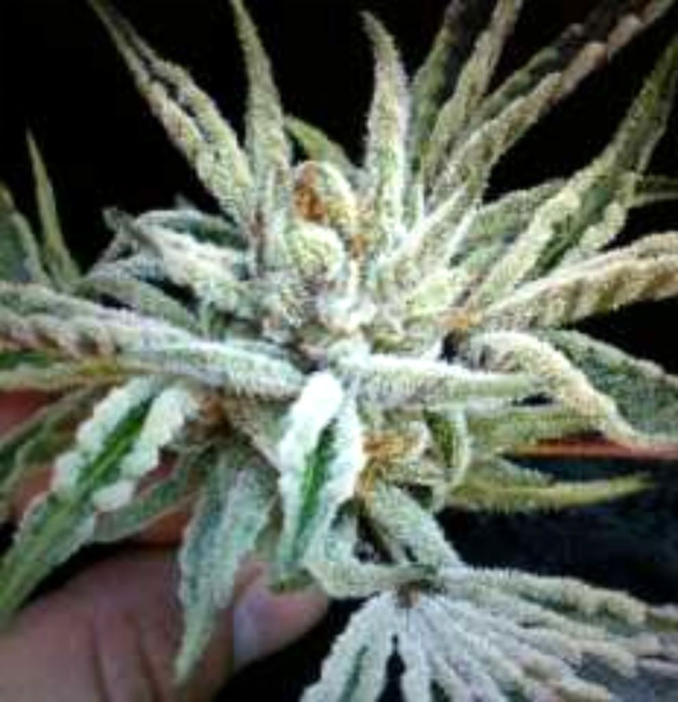 Buddha_Tahoe_og-m.jpg