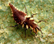 green-lacewing-larvae-aphids.jpg