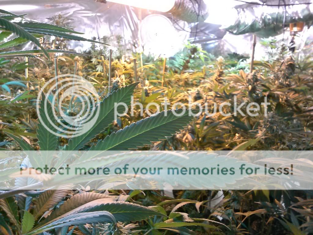 CAM00303_zps8cb4fa70.jpg