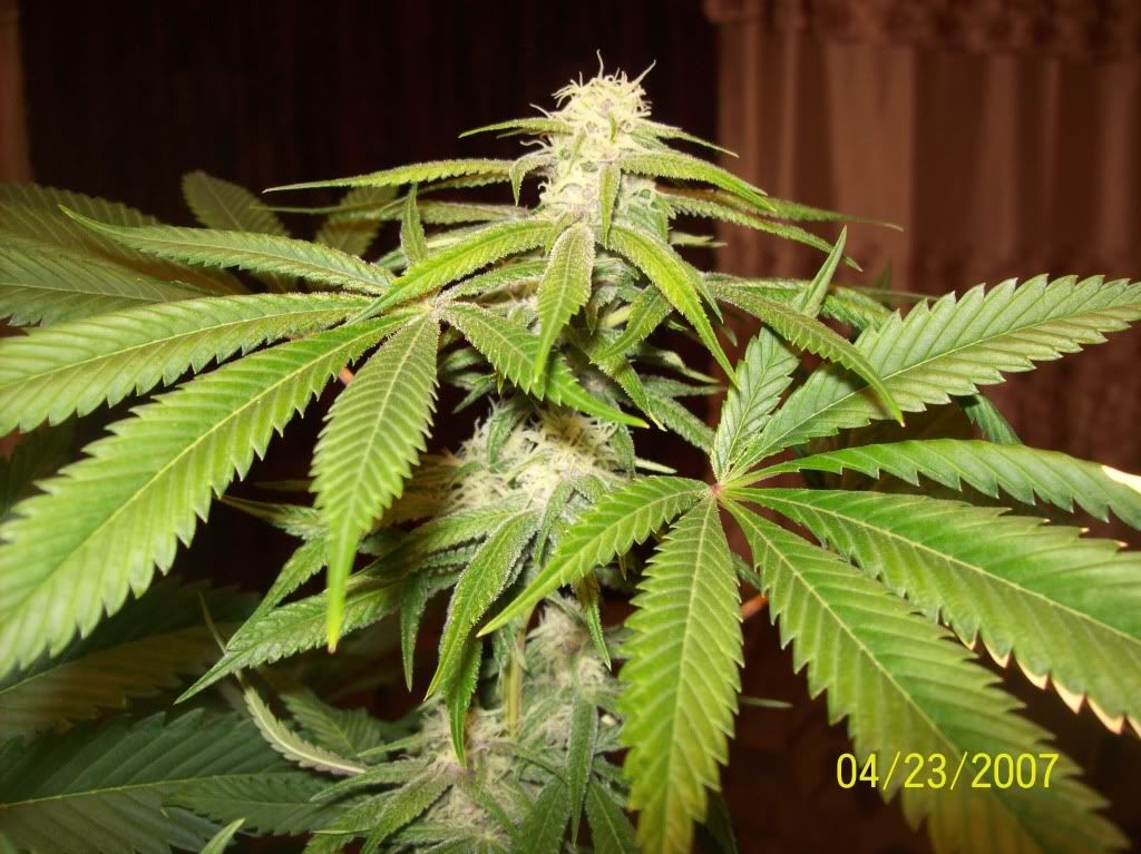 100_8636.jpg